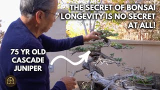 Beginner Bonsai Series - Chapter 12: Daily Bonsai Maintenance