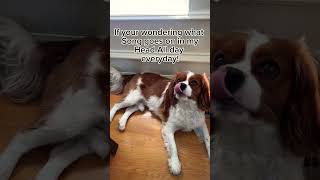 What "Song" Has Been Playing Inside This King Charles Spaniel's Head Every Day!?