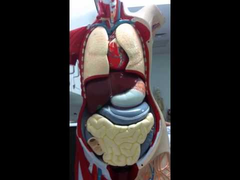 Body cavities part 1