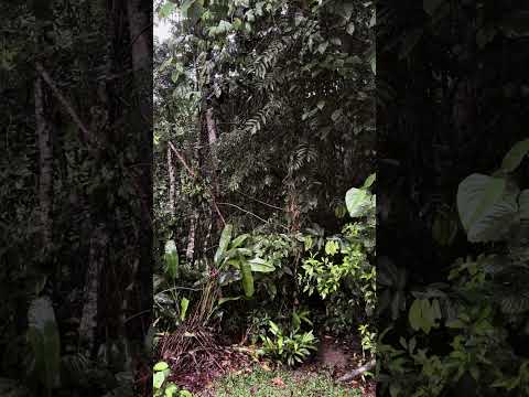 Waking Up in the Amazon: Light Jungle Rain & Early Birdsong (Cuyabeno, Ecuador) (14 mins)