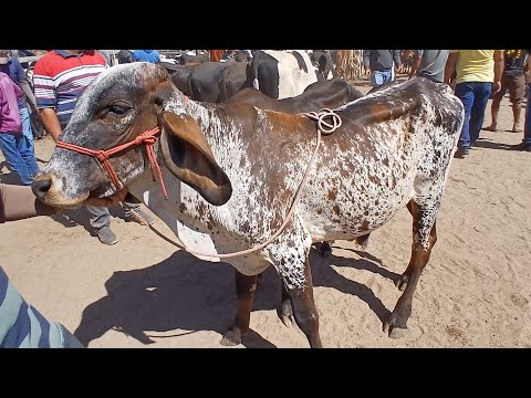 FEIRA DO GADO EM CAPOEIRAS PERNAMBUCO 12 de dezembro de 2025