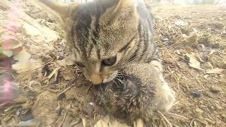 Download lagu fitiri mp3 Download lagu fitiri mp3