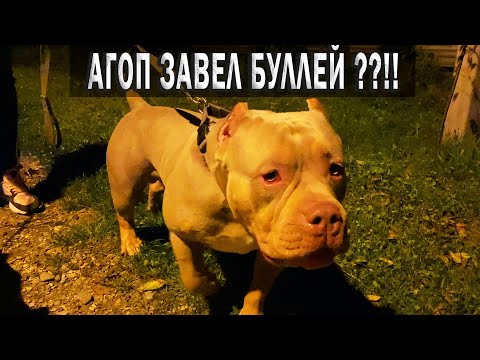 Агоп завел Американских Буллей !!?? Первое знакомство с БОСОМ И ФЕМИДОЙ.