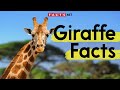 Amazing Giraffe Facts You Need To Know!