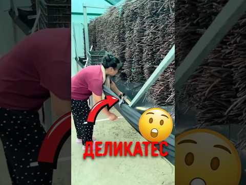 🐛 Зачем фермеры закапывают цикад? #животные #природа  #насекомые