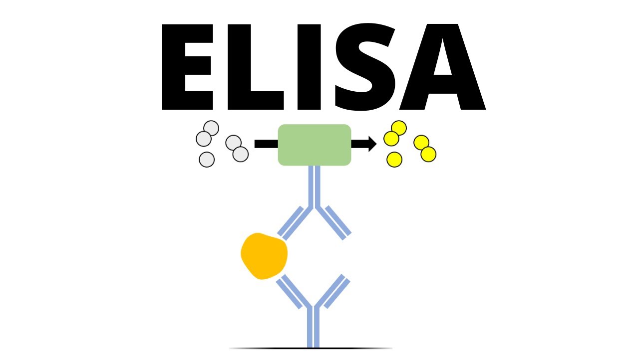 ELISA (Enzyme-linked Immunosorbent Assay)