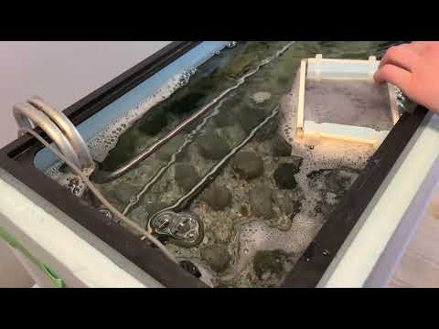 Salmon Eggs Hatch into Alevin - Salmonids in the Classroom