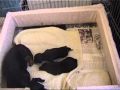 Beauchiot Dachshunds 2