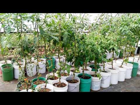 image-Can you use 5 gallon buckets in a greenhouse?Can you use 5 gallon buckets in a greenhouse?
