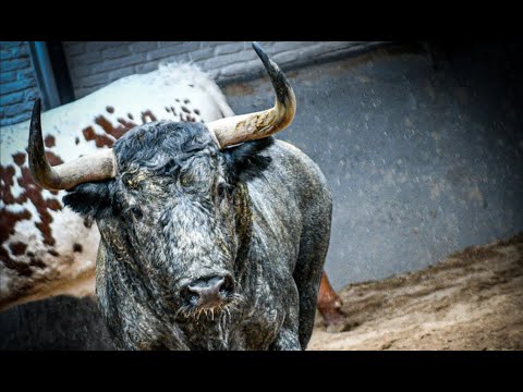 Los toros de Adolfo Martín para el inicio de temporada en Las Ventas