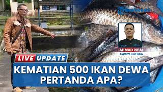 Pertanda Apa? Jumlah Kematian Ikan Dewa di Balong Keramat Cigugur kini Bertambah Hingga 500 Ekor