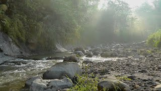 Download lagu 30 MENIT Suara Alam Hutan dan Kicauan Burung untuk Tidur Nyenyak | Relaksasi, Meditasi, Belajar mp3 Download lagu 30 MENIT Suara Alam Hutan dan Kicauan Burung untuk Tidur Nyenyak | Relaksasi, Meditasi, Belajar mp3