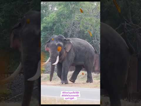 සුභ ගමන් ඇත් රජුනි