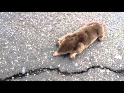 130614モグラストローク