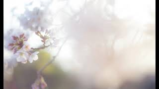 ☘️☕【オリジナル曲】　『やる気を奪う春の光』　／ギター弾き語り🎸　 #オリジナル曲弾き語り #歌ってみた #ギター