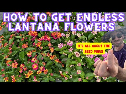 This One Simple Step Will Keep Your Lantana Blooming All Season