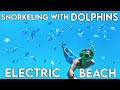 Wild Spinner Dolphins at Electric Beach | Oahu Snorkeling Spots | Best places to snorkel HAWAII
