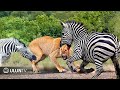 When Prey Fight Back Zebra Goes Crazy Kicks To Lion S Head To Death It S Horrible