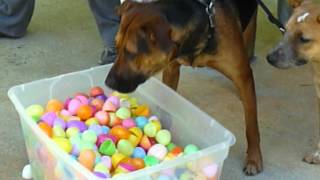 Dog sifting through Easter eggs