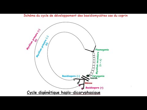 Travaux dirigés corrigés : cycle des basidiomycètes , cas du coprin