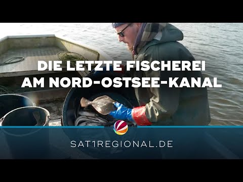 Heringsfang: Die letzte Fischerei am Nord-Ostsee-Kanal