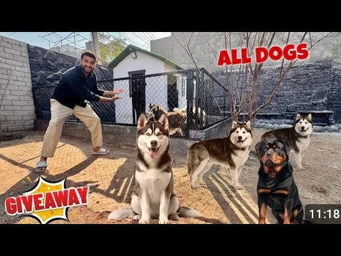 All Dogs Give away sher main dihat #shermaindihat #hamidlillavlogs #subscribemychannel