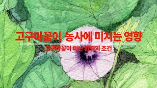 고구마꽃이 고구마 농사에 미치는 영향  고구마꽃이 피는 환경과 조건