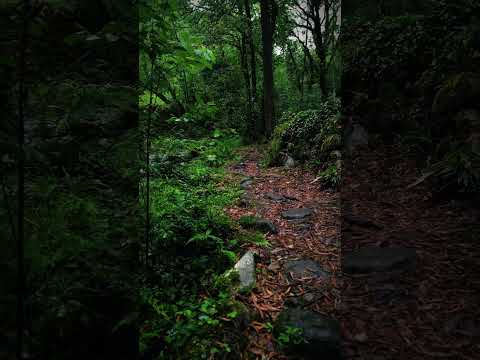 "Sendero en el bosque: sonidos de la naturaleza para un momento de calma y conexión" #foresttherapy