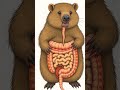 Wombats And Their Cube Shaped Poop A Surprising Fact Wombat Poop Explore Discover Trending