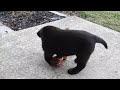 Labrador Retriever dogs for sale: Luke - Video 1