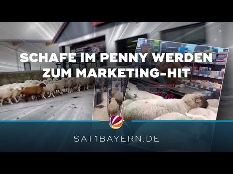 Schafe stürmen Penny in Burgsinn: Ausflug wird zum viralen Marketing-Hit