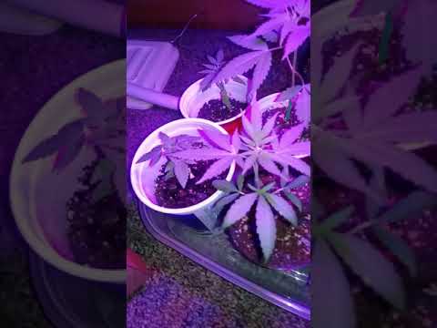 Cannabis seedlings day 23 growing faster than others