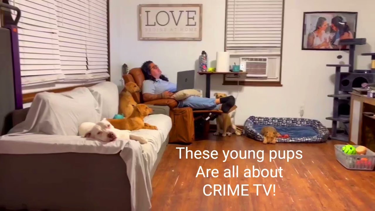 Enlarge Coffee(Coffee Litter), a Adoptable mixed breed in Amarillo, TX video 6/6