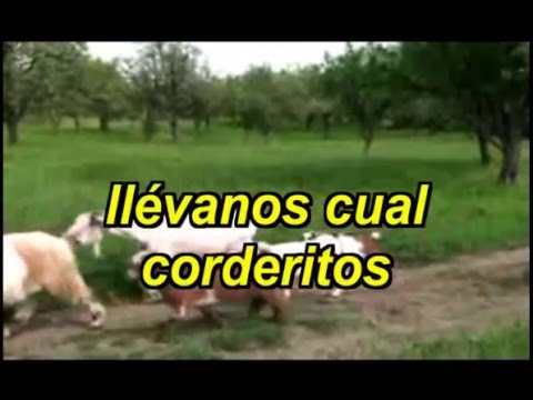 Himno Nº 450 ¡Oh, Jesús, Pastor divino