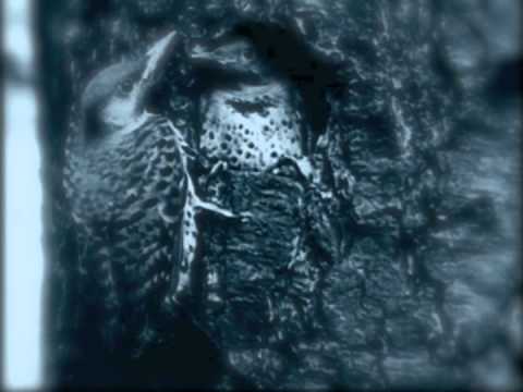 download lagu mp3 mp4 Hu Zi Wang Juan Gemini Trip 2005, download mp3 Hu Zi Wang Juan Gemini Trip 2005 free downloadn, video klip Hu Zi Wang Juan Gemini Trip 2005