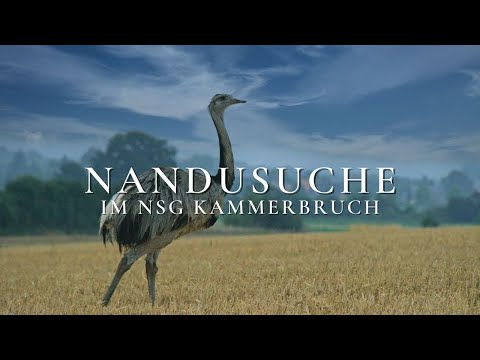 Rundwanderung um das NSG Kammerbruch | Begegnung mit Nandus in Mecklenburg