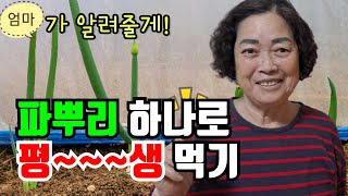 대박...3년 먹을수 있는 대파뿌리 버리지 말고 심어요 / 대파뿌리심기