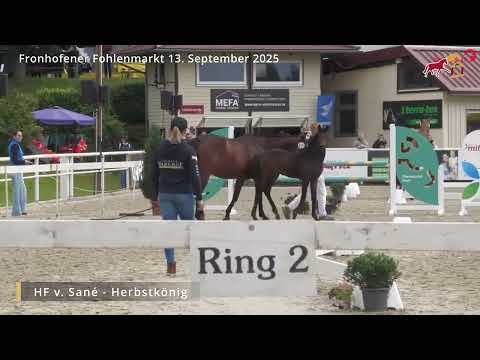 KN 13 - Hengst v. Sané / Herbstkönig/T.