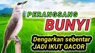 Download lagu Dengarkan SEBENTAR trucuk akan ikut GACOR dengan pancingan trucukan agar ikut bunyi ini mp3