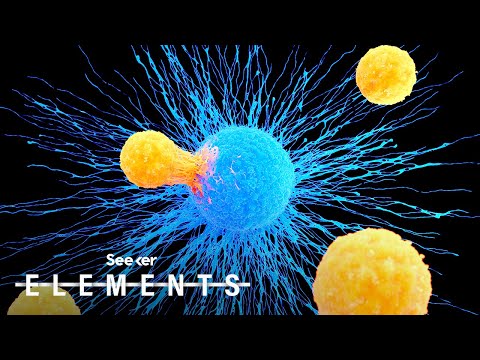 This Cell Might Hold the Answer to a Universal Cure for Cancer