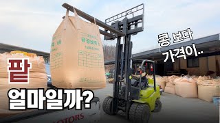 팥 농사 - 팥 한백 가격은 얼마일까?