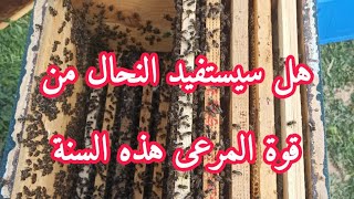 مباشر تربية النحل هل يمكن للنحال الاستفادة من قوة المرعى أم لا هذه السنة 2026