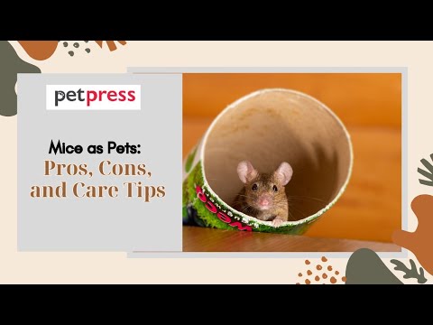Mice as Pets:  Pros, Cons, and Care Tips