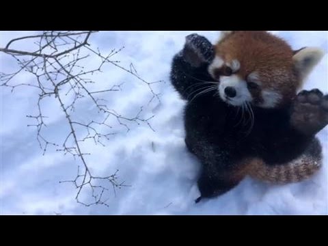 Red Pandas Play in the Snow
