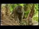 Baboons vs chimpanzees - BBC wildlife