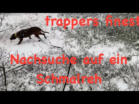 Search for a yearling deer