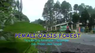 preview picture of video 'KEREN!!! OBYEK WISATA BARU DI WINDUAJI PAGUYANGAN KAB.BREBES | PEMALI OASIS FOREST'
