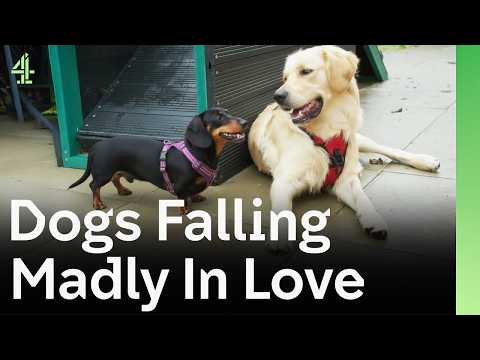 Dogs Falling Madly In Love | The Dog House 🐶