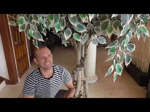 Snake experiment review snake try to climb tree very happy ball python smoking cbd with my dad