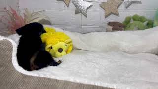 ハーフ犬の動画01